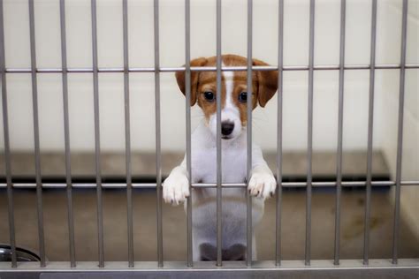 Animal shelters team up to find homes for 300 animals in one week